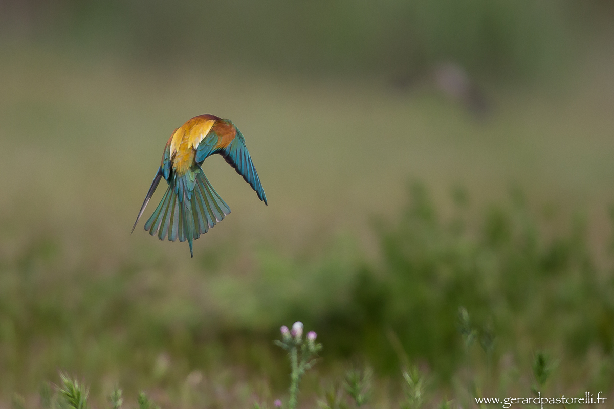 Bee eater 70